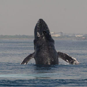 Avistamiento de Ballenas