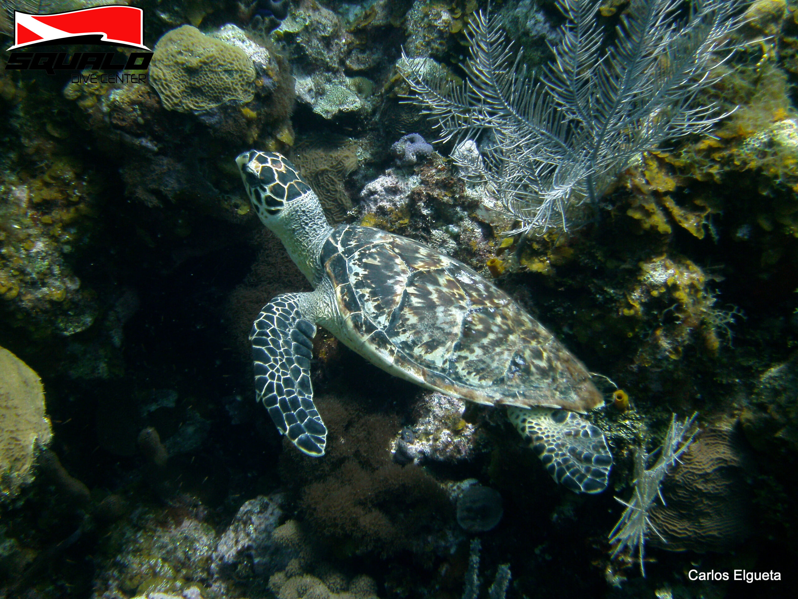 Clases de buceo: Aguas Abiertas PADI - Image 4